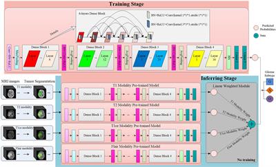 Multimodal MRI Image Decision Fusion-Based Network for Glioma Classification